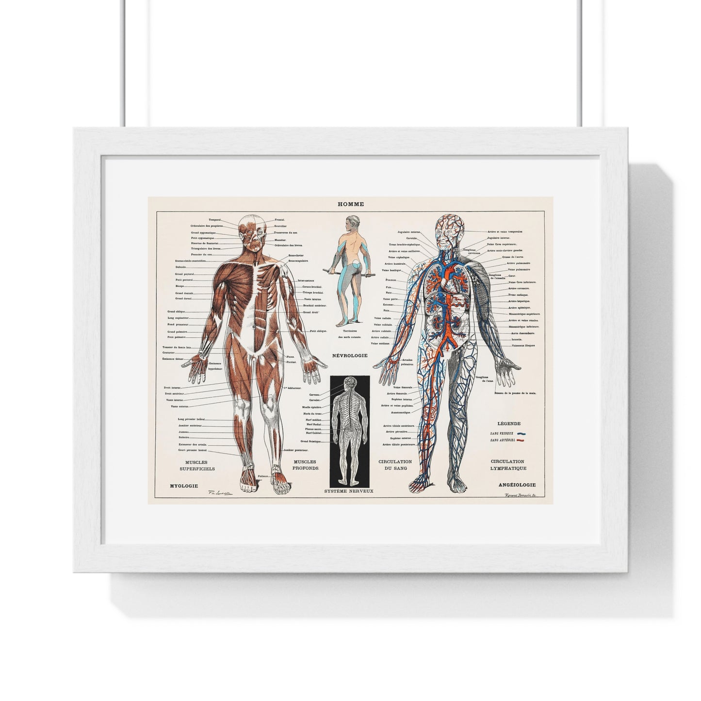 Antique illustration of a Human Nervous system and Muscular System (1900) by Claude Augé, from the Original, Framed Art Print