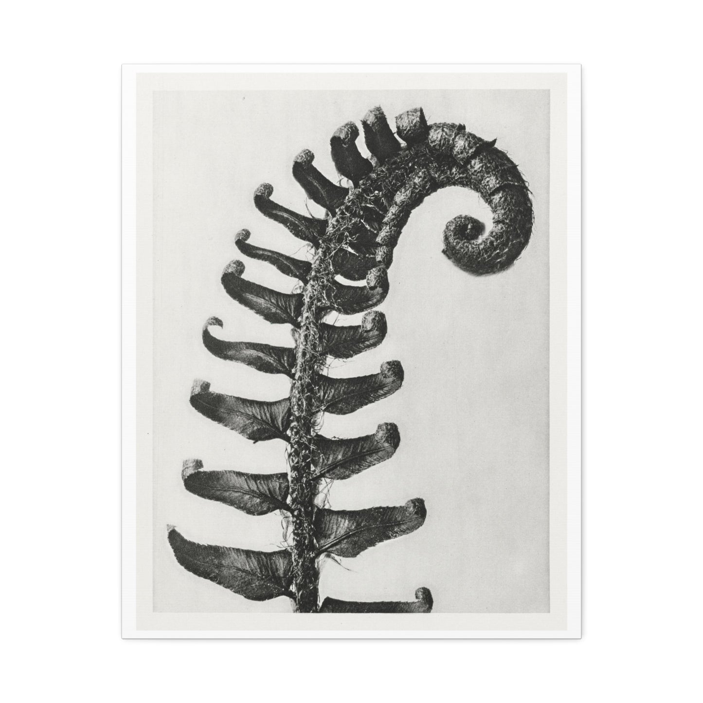 Polystichum Munitum (Prickly Shield Fern) Enlarged Six Times from 'Urformen der Kunst' (1928) by Karl Blossfeldt, Art Print from the Original, on Canvas