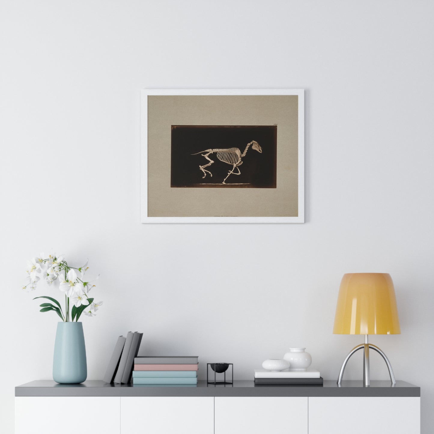 Skeleton of Horse Running, Leaving the Ground (circa 1881) by Eadweard Muybridge, from the Original, Framed Print