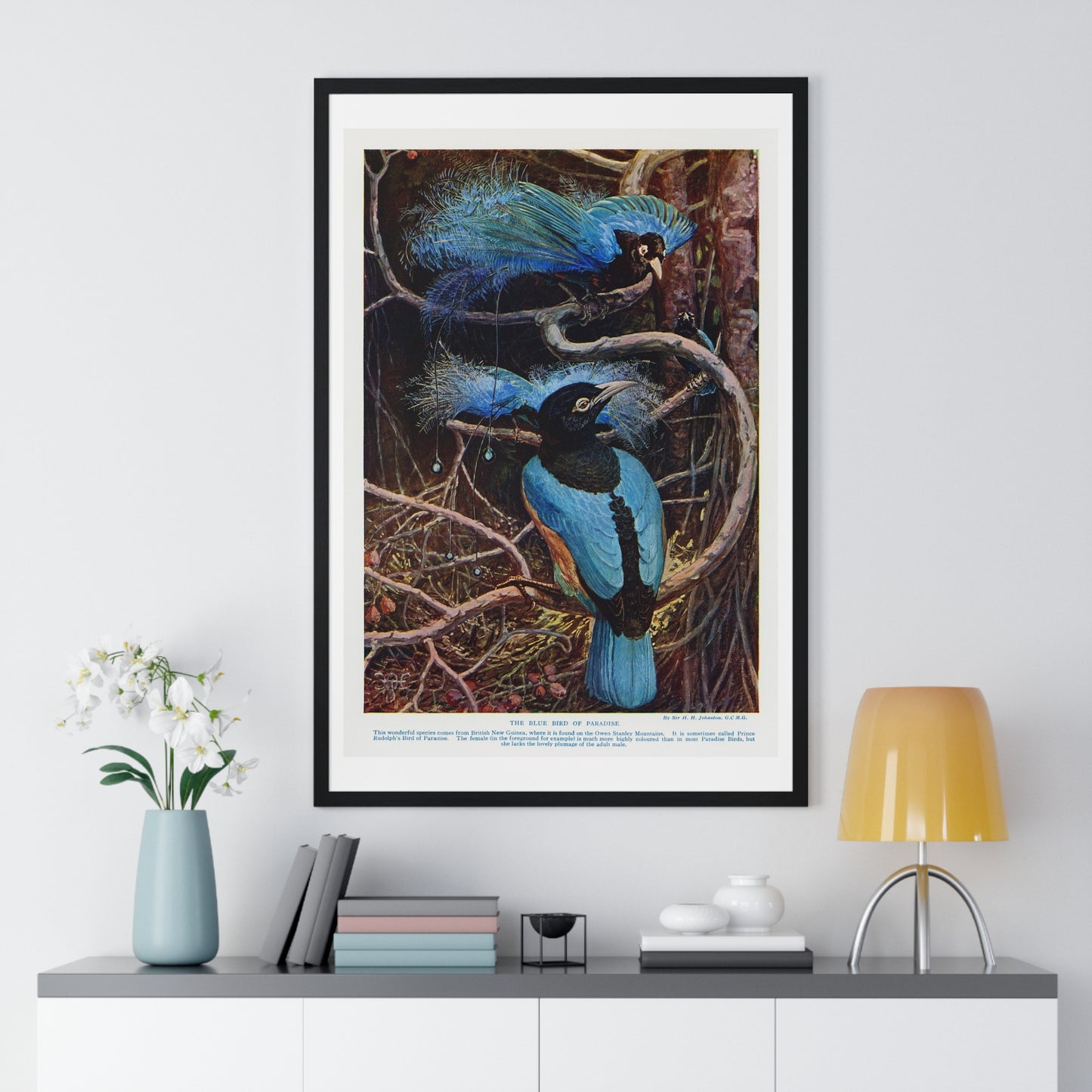 Blue Bird of Paradise, Illustration by Sir Henry Hamilton Johnston (1858-1927) from the Original, Framed Art Print