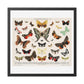 Antique Butterfly and Moth Lithograph (1894) Unknown Artist, from the Original, Wooden Framed Print