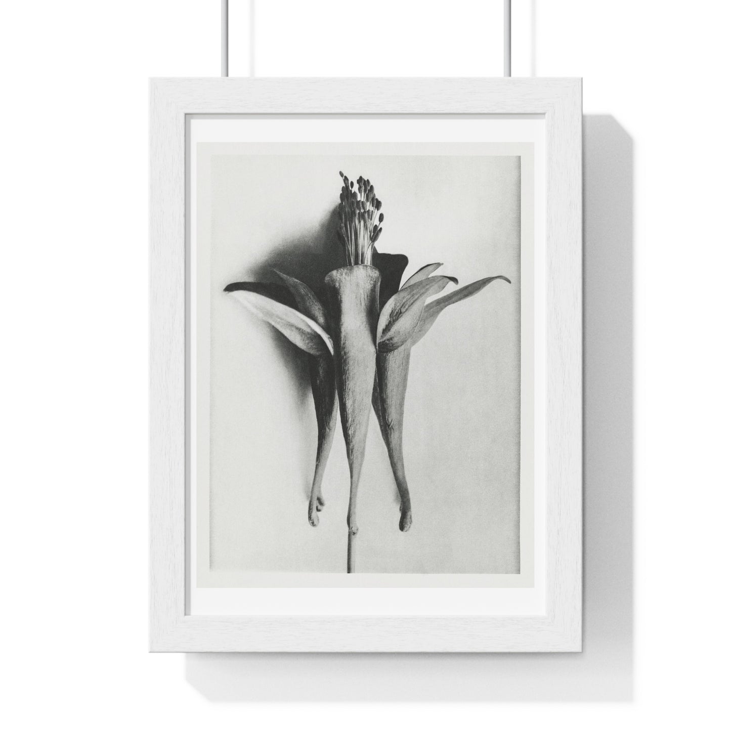 Aquilegia Chrysantha 'Golden Columbine' Enlarged Six times from Urformen der Kunst (1928) by Karl Blossfeldt, rom the Original, Framed Print