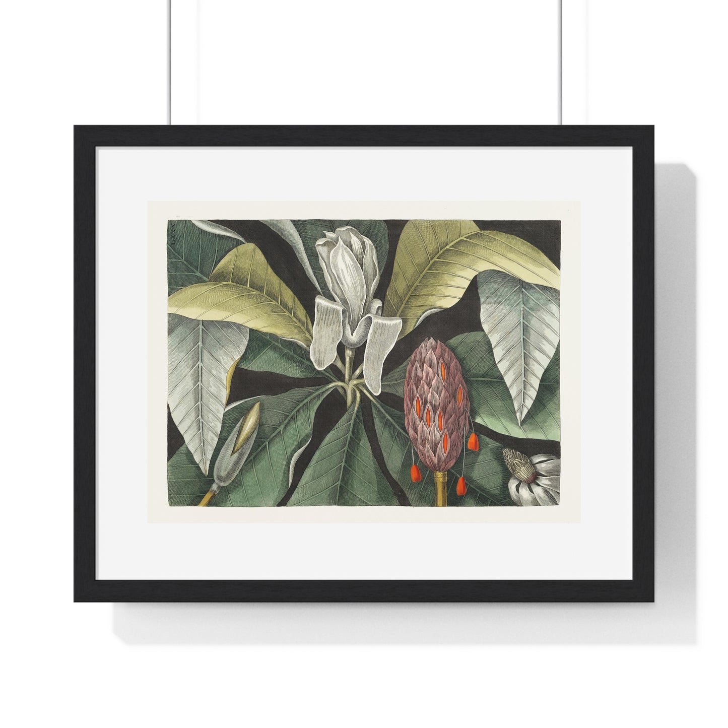 Magnolia, The Umbrella Tree from 'The Natural History of Carolina, Florida, and the Bahama Islands' (1755) by Mark Catesby, from the Original, Framed Art Print