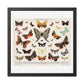 Antique Butterfly and Moth Lithograph (1894) Unknown Artist, from the Original, Wooden Framed Print