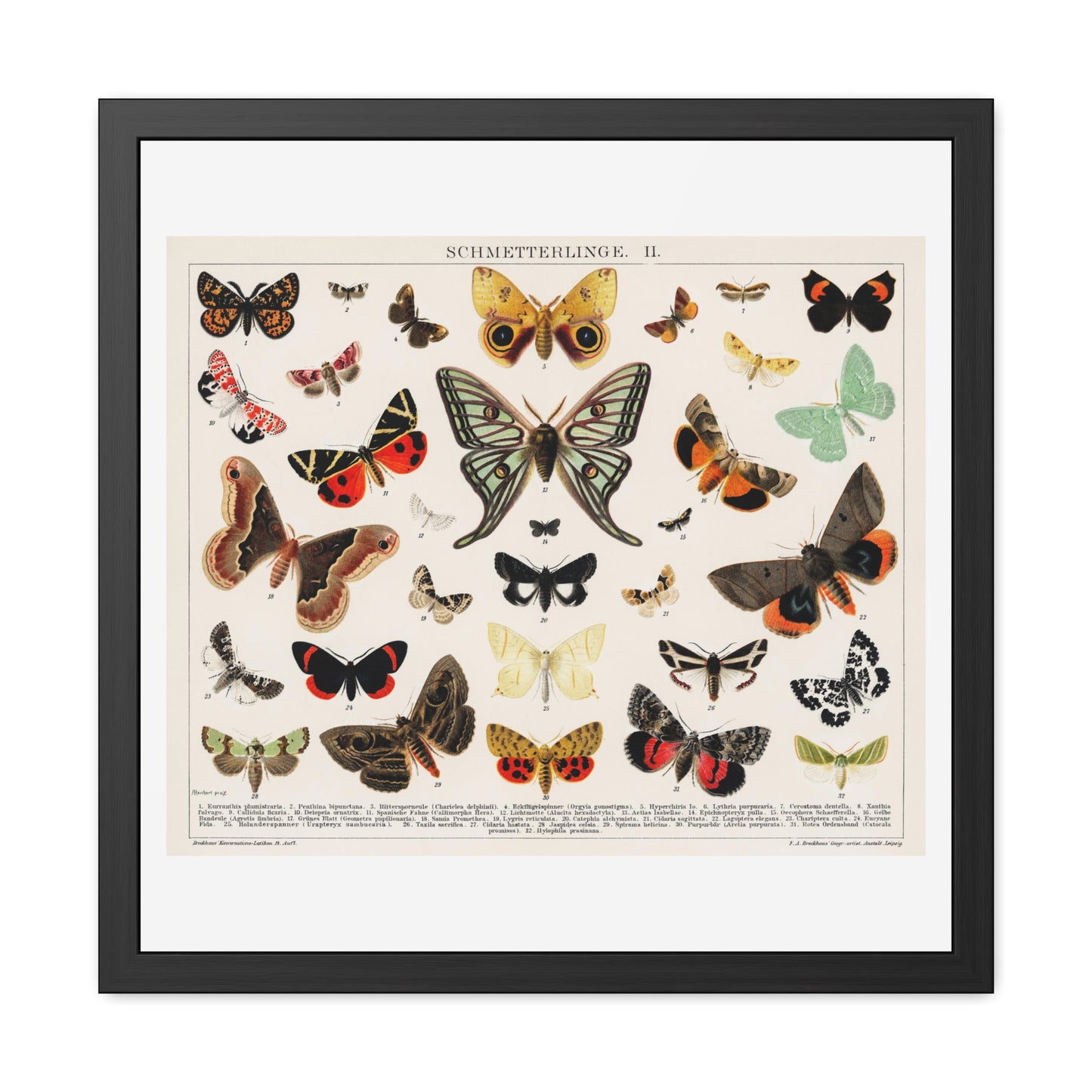 Antique Butterfly and Moth Lithograph (1894) Unknown Artist, from the Original, Wooden Framed Print