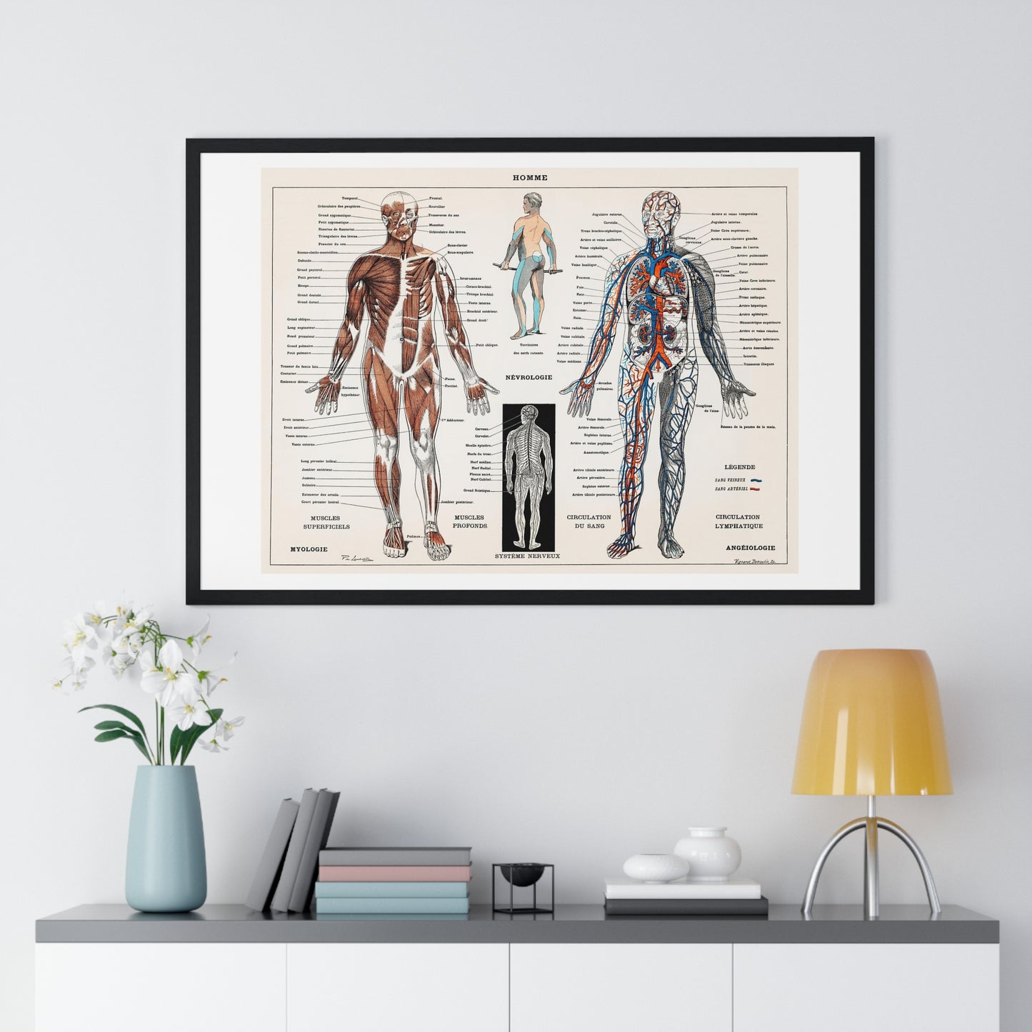 Antique illustration of a Human Nervous system and Muscular System (1900) by Claude Augé, from the Original, Framed Art Print