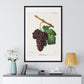 Mourvaison (1910) by Jules Troncy, Vintage Lithograph of Fresh Cluster of Grapes, from the Original, Framed Print