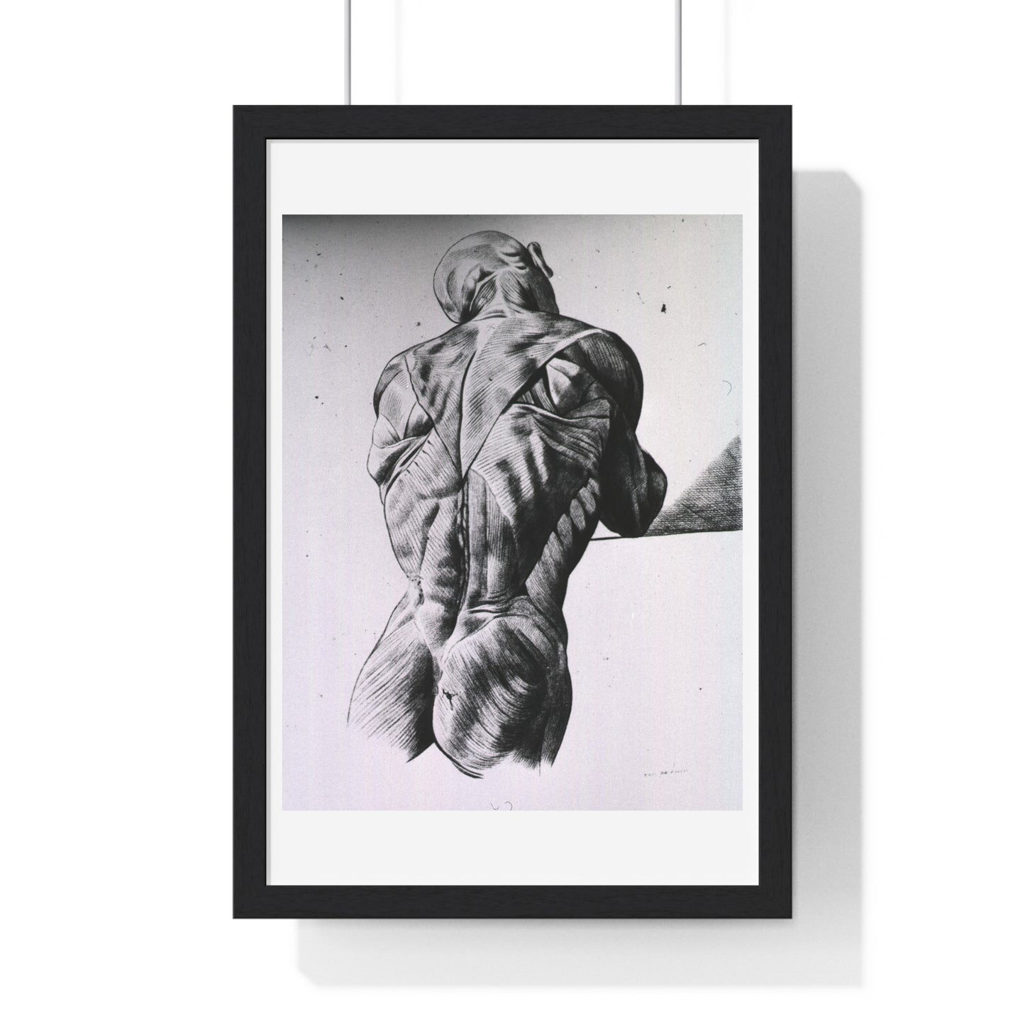 Musculature of the Human Body, Vintage Drawing, from the Original, Wooden Framed Print