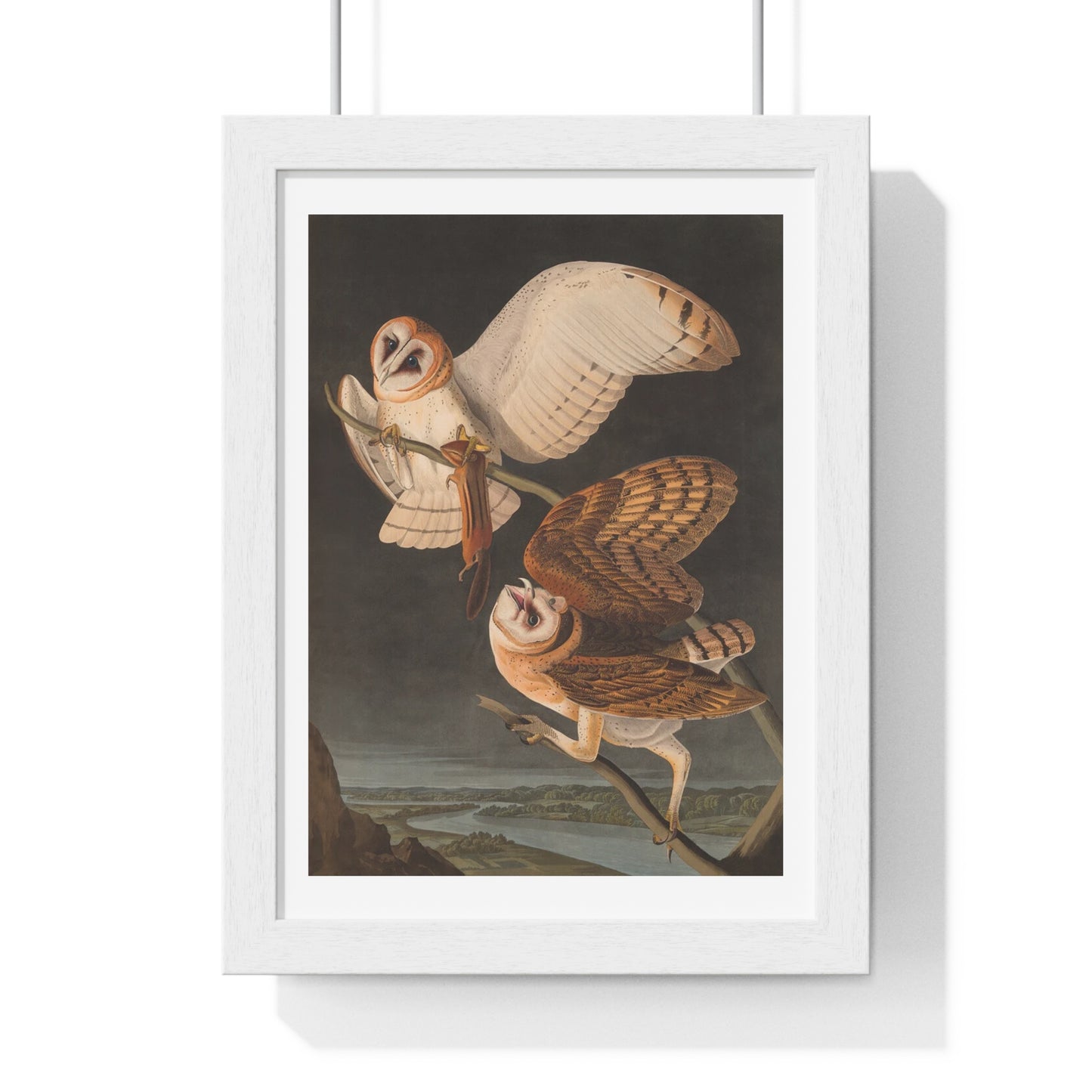 Owls Victorian Nature Drawing from the Original, Framed Art Print