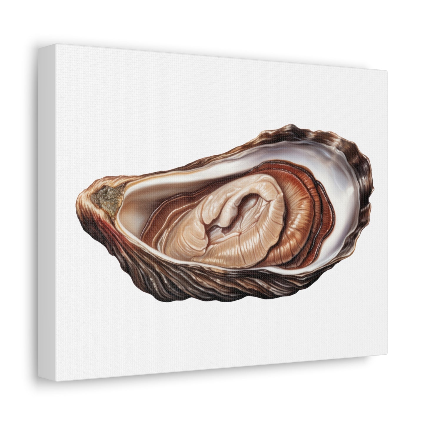 Jewellery Oyster Clam Invertebrate Art Print on Satin Canvas, Stretched