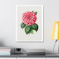 Hand Drawn Red Camellia, Art Print from the Original on Canvas