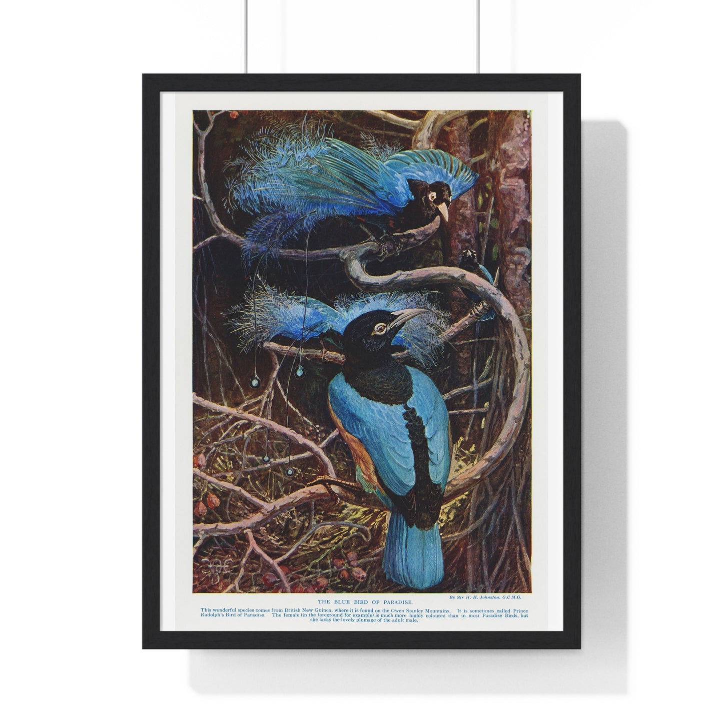 Blue Bird of Paradise Illustrated by Sir Henry Hamilton Johnston (1858-1927) from the Original, Framed Print