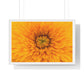 Vibrant Yellow Flower Relaxing Large Wall Art, Framed Print