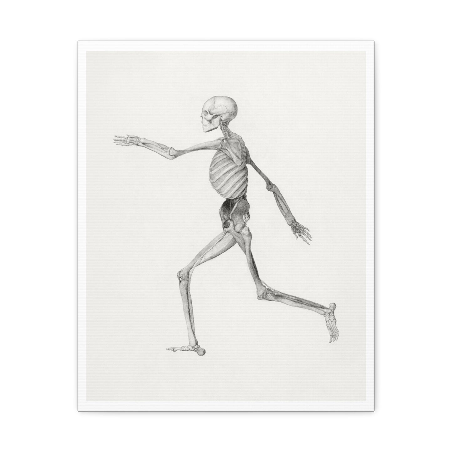 Human Skeleton, Lateral View (1795–1806) Drawing by George Stubbs, Art Print from the Original on Canvas