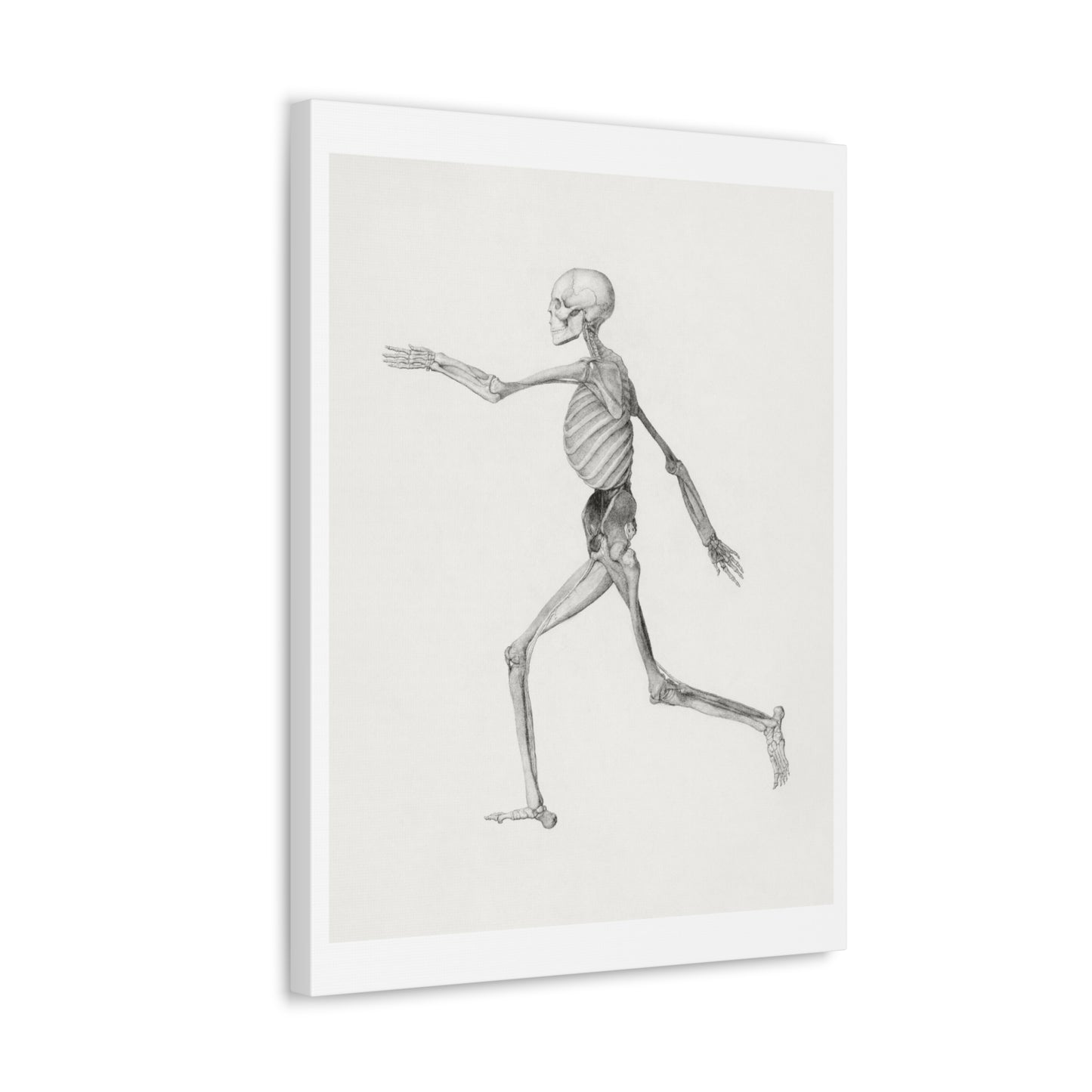 Human Skeleton, Lateral View (1795–1806) Drawing by George Stubbs, Art Print from the Original on Canvas