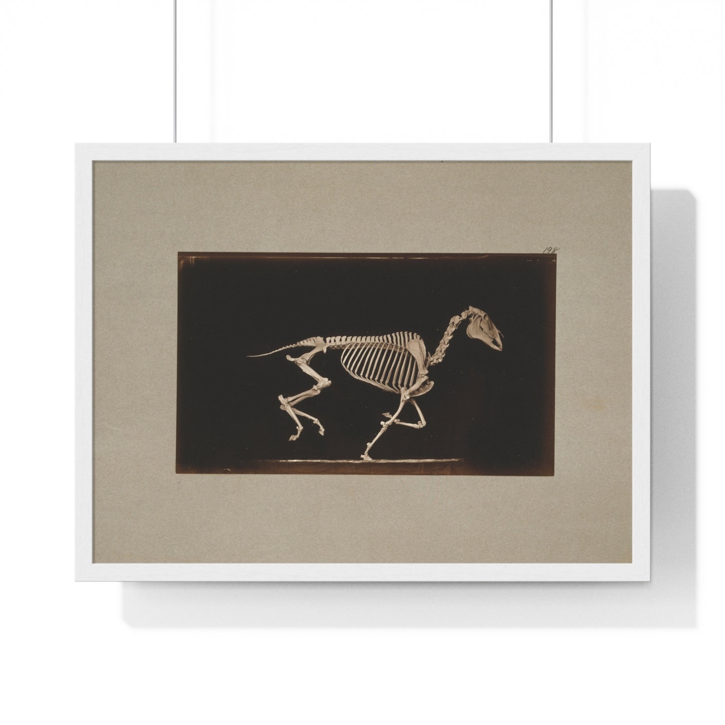 Skeleton of Horse Running, Leaving the Ground (circa 1881) by Eadweard Muybridge, from the Original, Framed Print