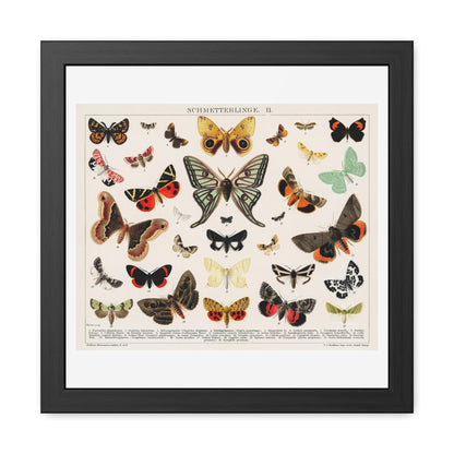 Antique Butterfly and Moth Lithograph (1894) Unknown Artist, from the Original, Wooden Framed Print