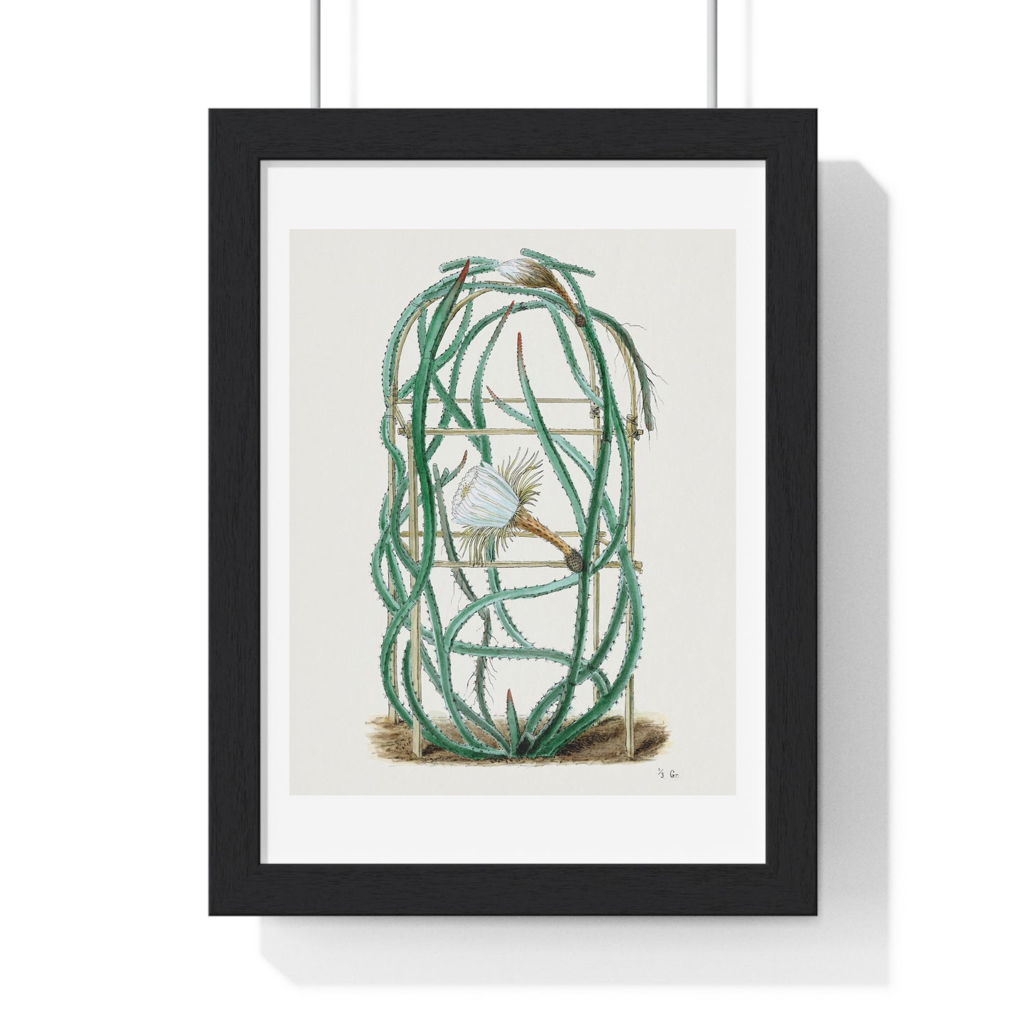 Snake Cactus, from 'Familie Der Cacteen' (1893-1905) from the Original, Framed Art Print