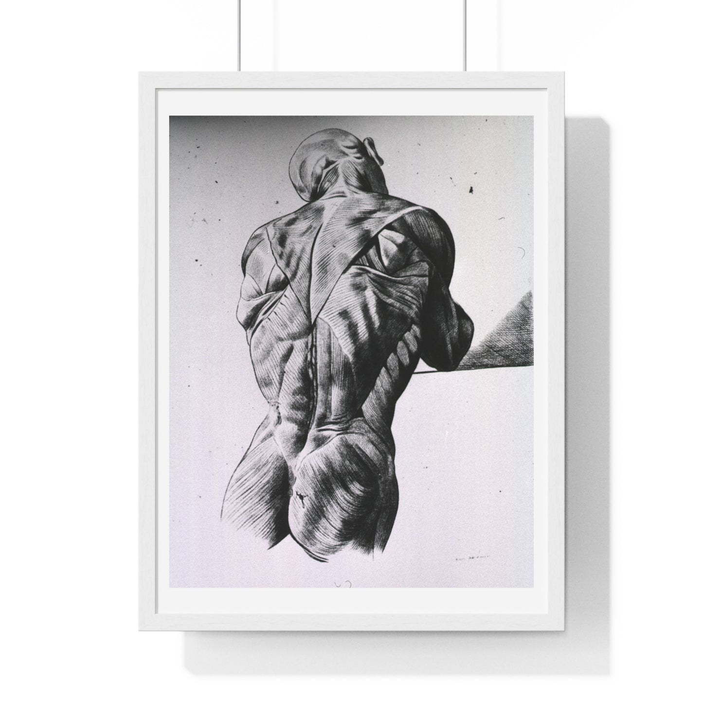 Musculature of the Human Body, Vintage Drawing, from the Original, Wooden Framed Print