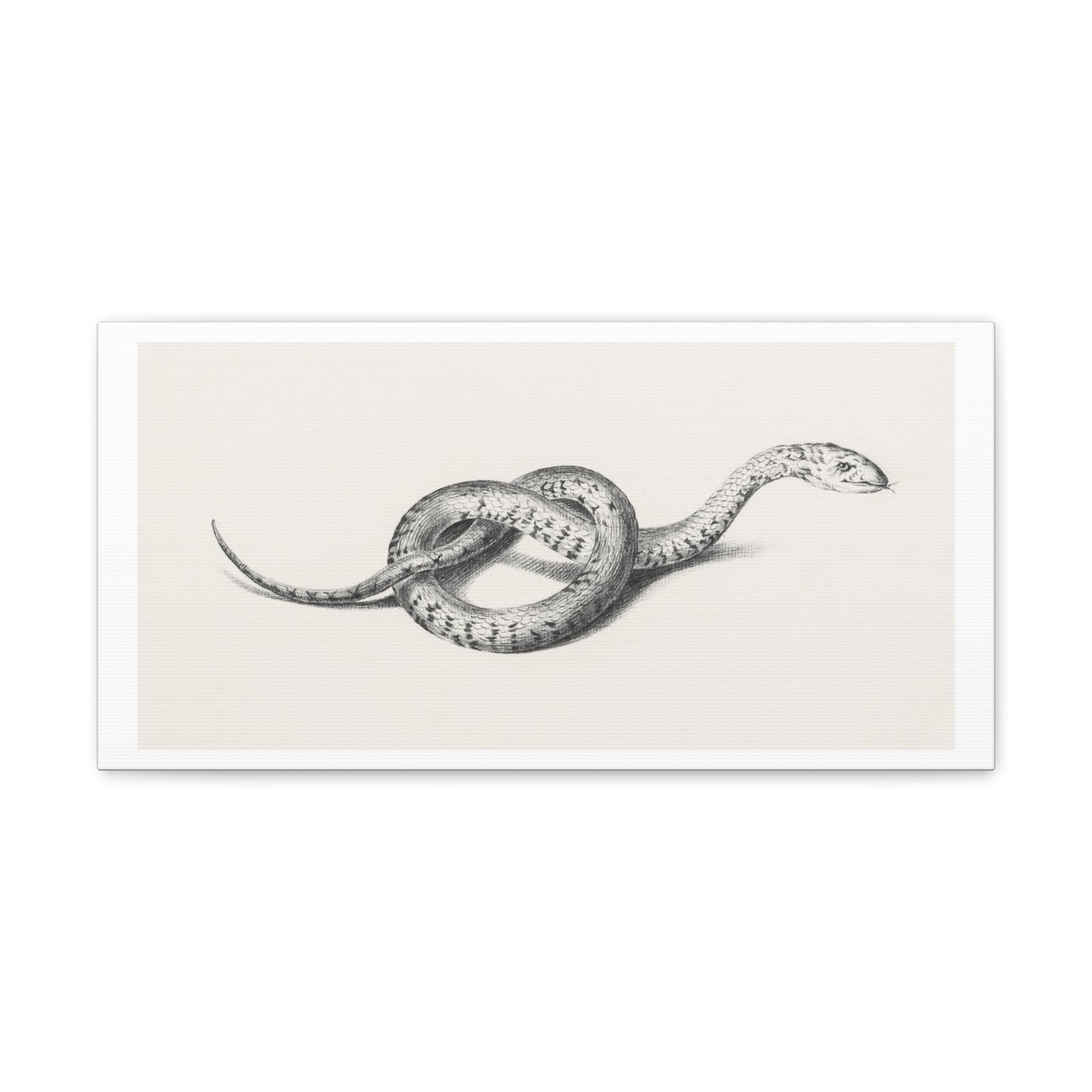 Snake Art 'Slang' (1775–1833) by Jean Bernard, Canvas Art Print from the Original