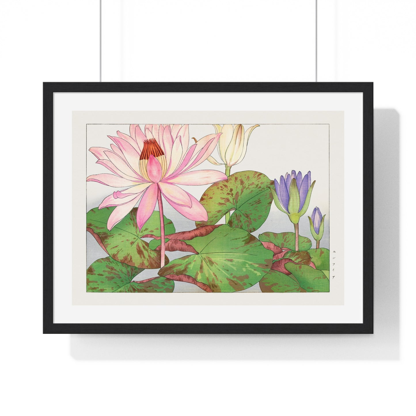 Japanese Woodblock Art, Nymphaea Lotus (1917) by Tanigami Kônan, from the Original, Framed Print