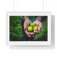 Limes in a Worker's Hands, Photographic Decor, Large Framed Print