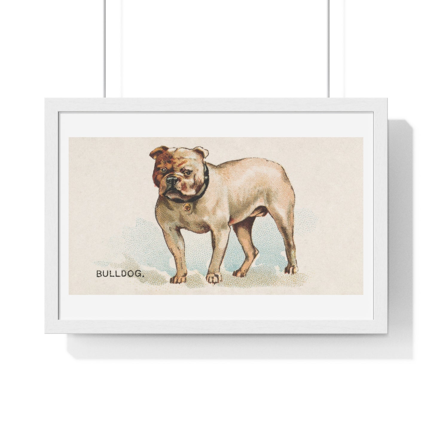 Bulldog, illustration from the Dogs of the World series for Old Judge Cigarettes (1890) from the Original, Framed Art Print