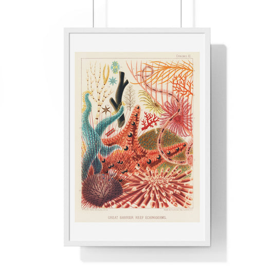 Great Barrier Reef Echinoderms from 'The Great Barrier Reef of Australia' (1893) by William Saville-Kent, from the Original, Framed Art Print