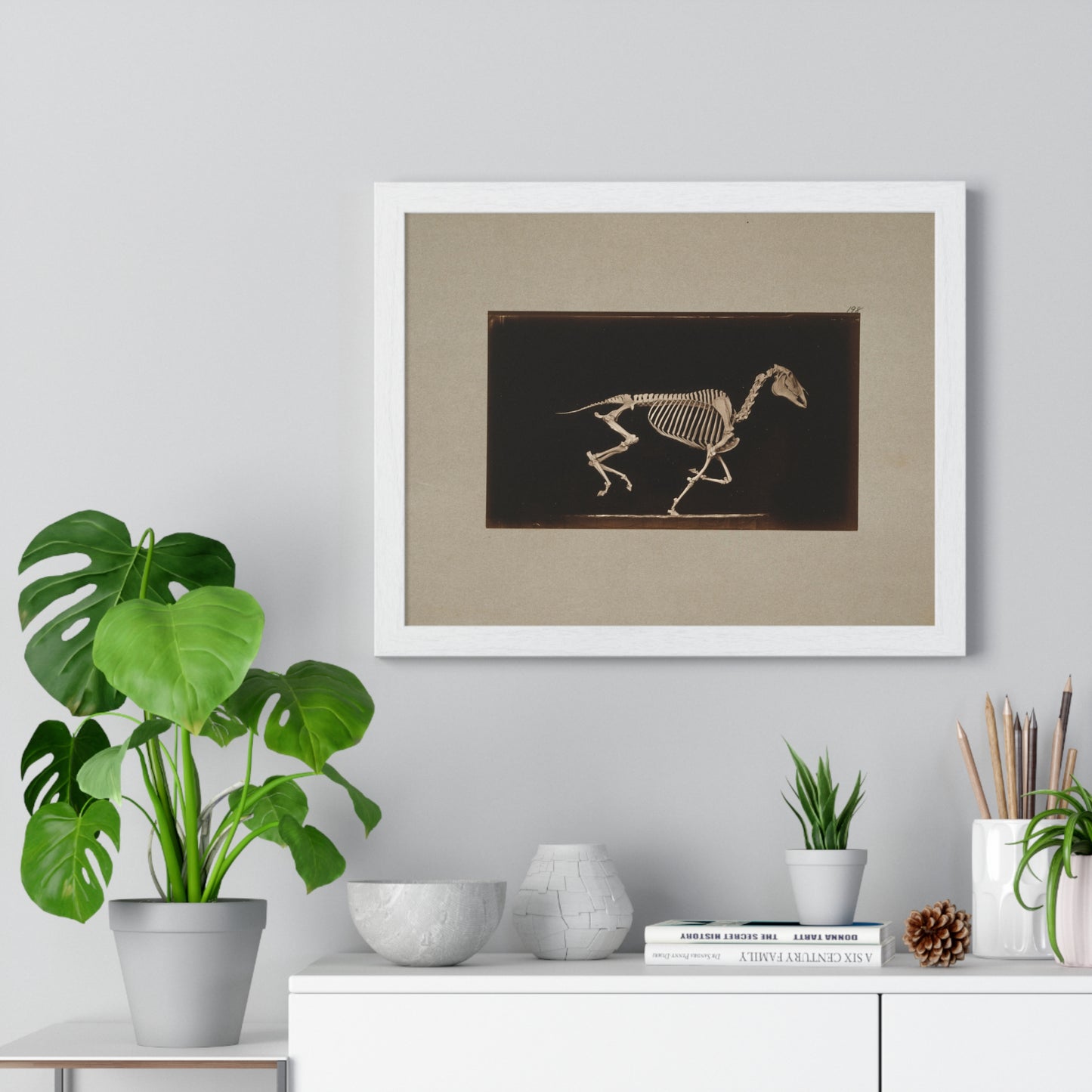 Skeleton of Horse Running, Leaving the Ground (circa 1881) by Eadweard Muybridge, from the Original, Framed Print