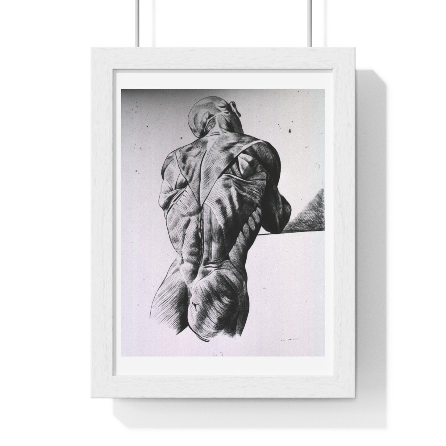 Musculature of the Human Body, Vintage Drawing, from the Original, Wooden Framed Print