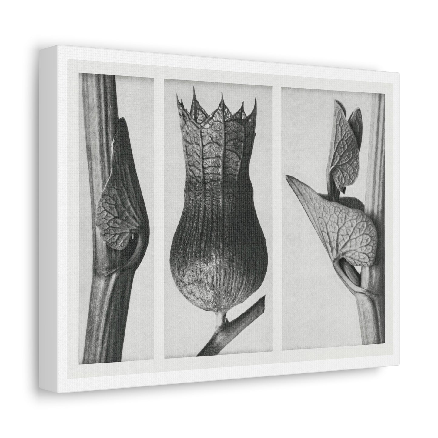 Black & White Naturalist Photography from 'Urformen der Kunst' (1928) by Karl Blossfeldt, Art Print from the Original, on Canvas