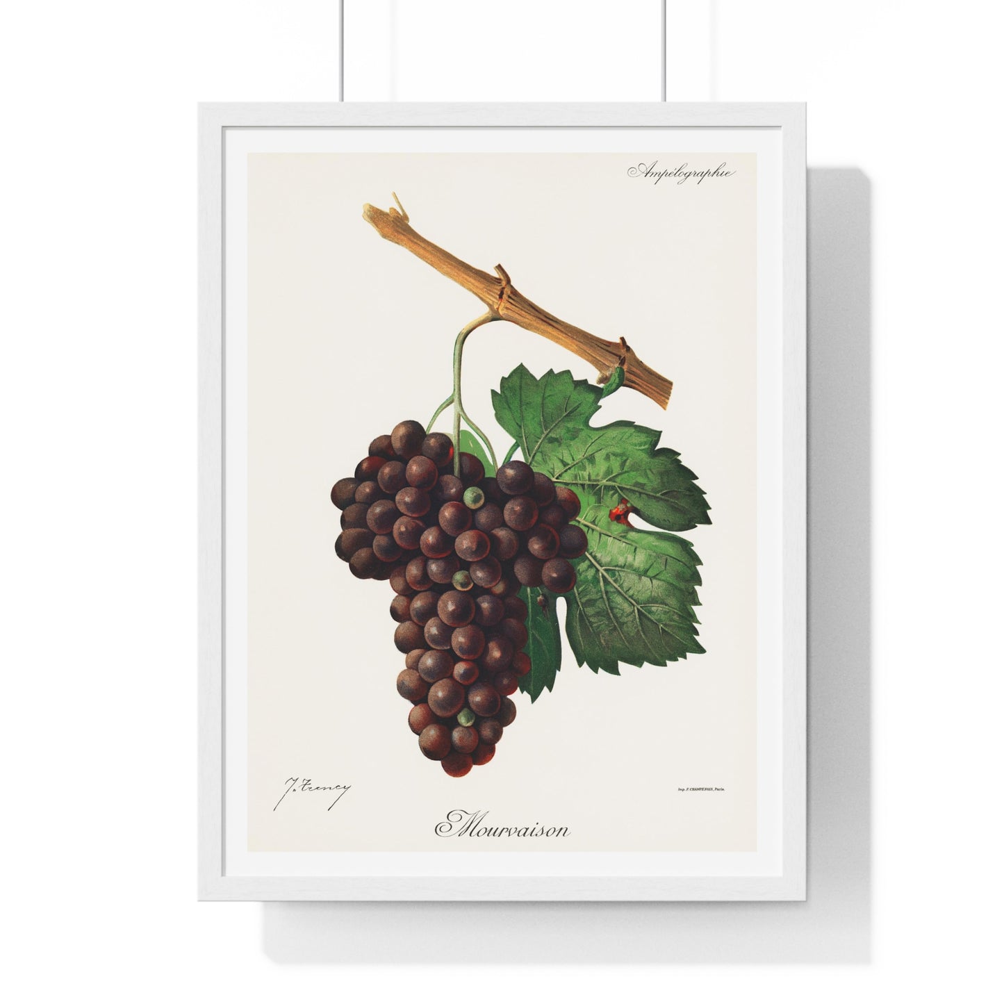 Mourvaison (1910) by Jules Troncy, Vintage Lithograph of Fresh Cluster of Grapes, from the Original, Framed Print