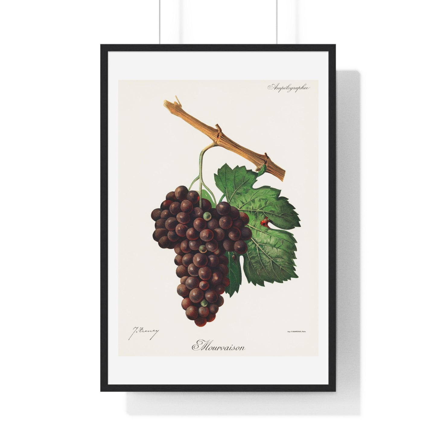 Mourvaison (1910) by Jules Troncy, Vintage Lithograph of Fresh Cluster of Grapes, from the Original, Framed Print