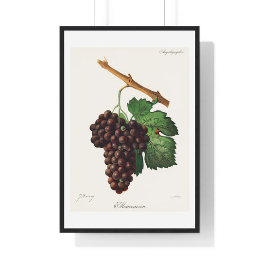Mourvaison (1910) by Jules Troncy, Vintage Lithograph of Fresh Cluster of Grapes, from the Original, Framed Print