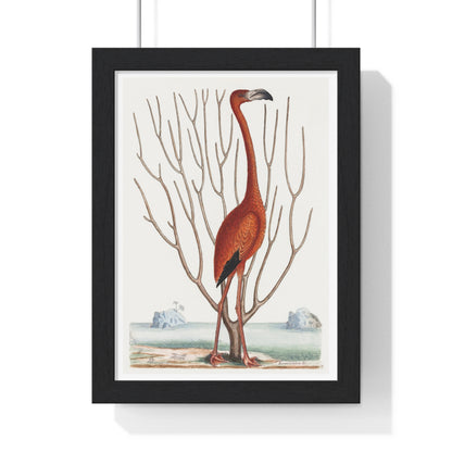 Flamingo (1731–1743) Vintage Illustration by Mark Catesby, from the Original, Framed Art Print