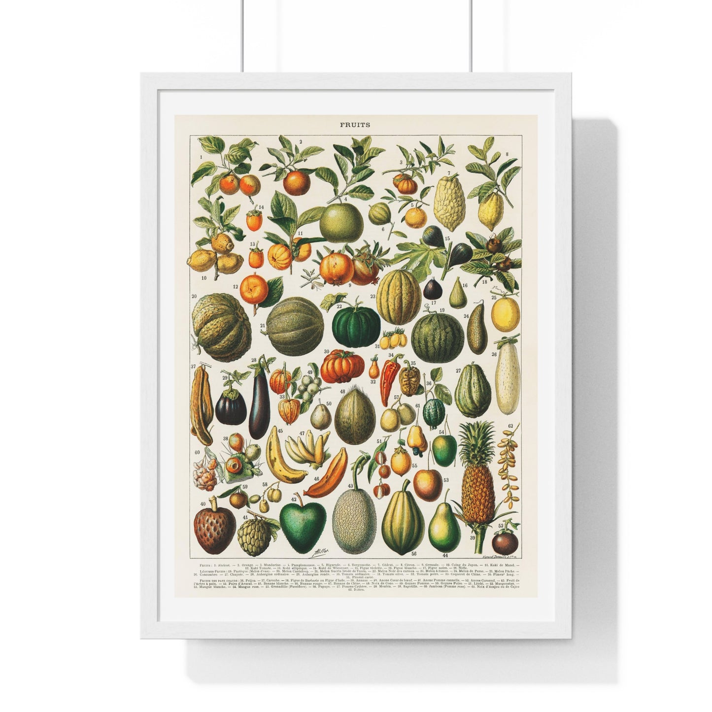 Vintage Illustration of Fruits and Vegetables from 'Nouveau Larousse Illustre' (1898), by Larousse, Pierre, Augé and Claude, from the Original, Framed Print