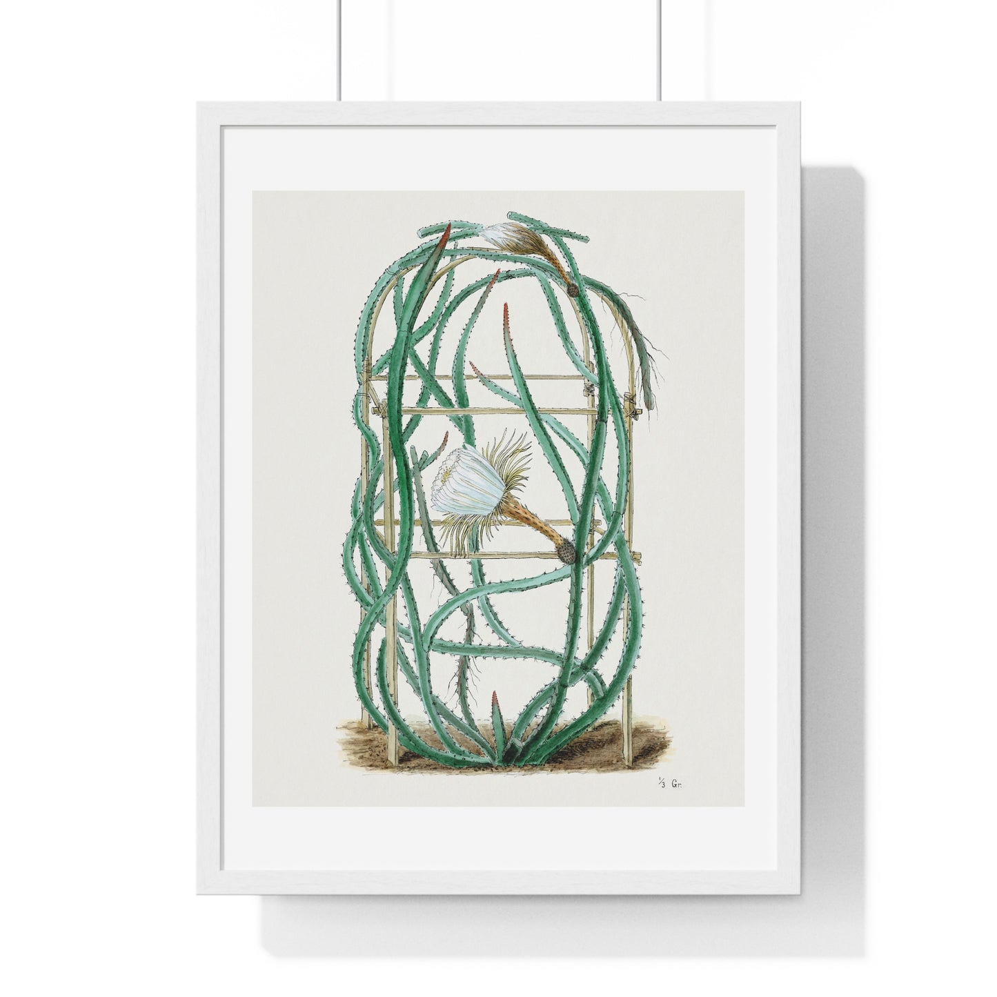 Snake Cactus, from 'Familie Der Cacteen' (1893-1905) from the Original, Framed Art Print