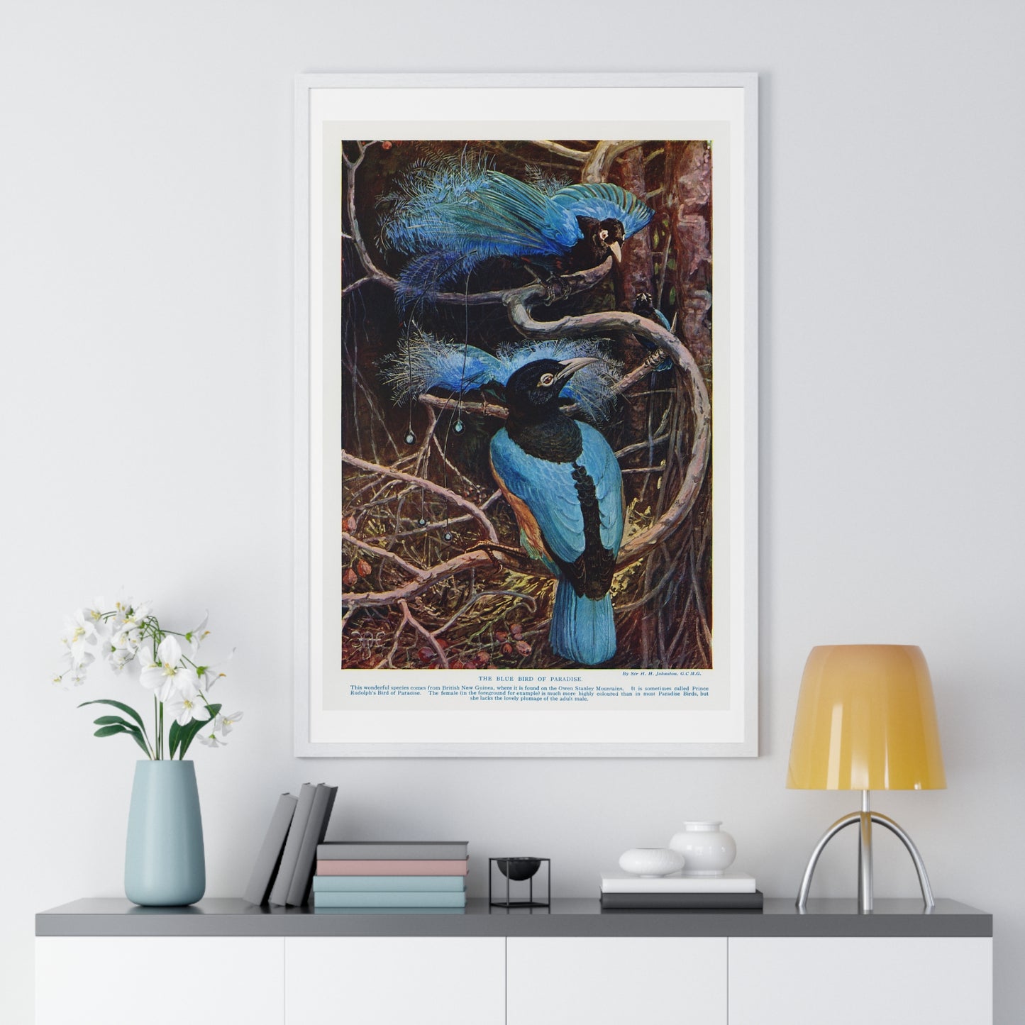 Blue Bird of Paradise, Illustration by Sir Henry Hamilton Johnston (1858-1927) from the Original, Framed Art Print