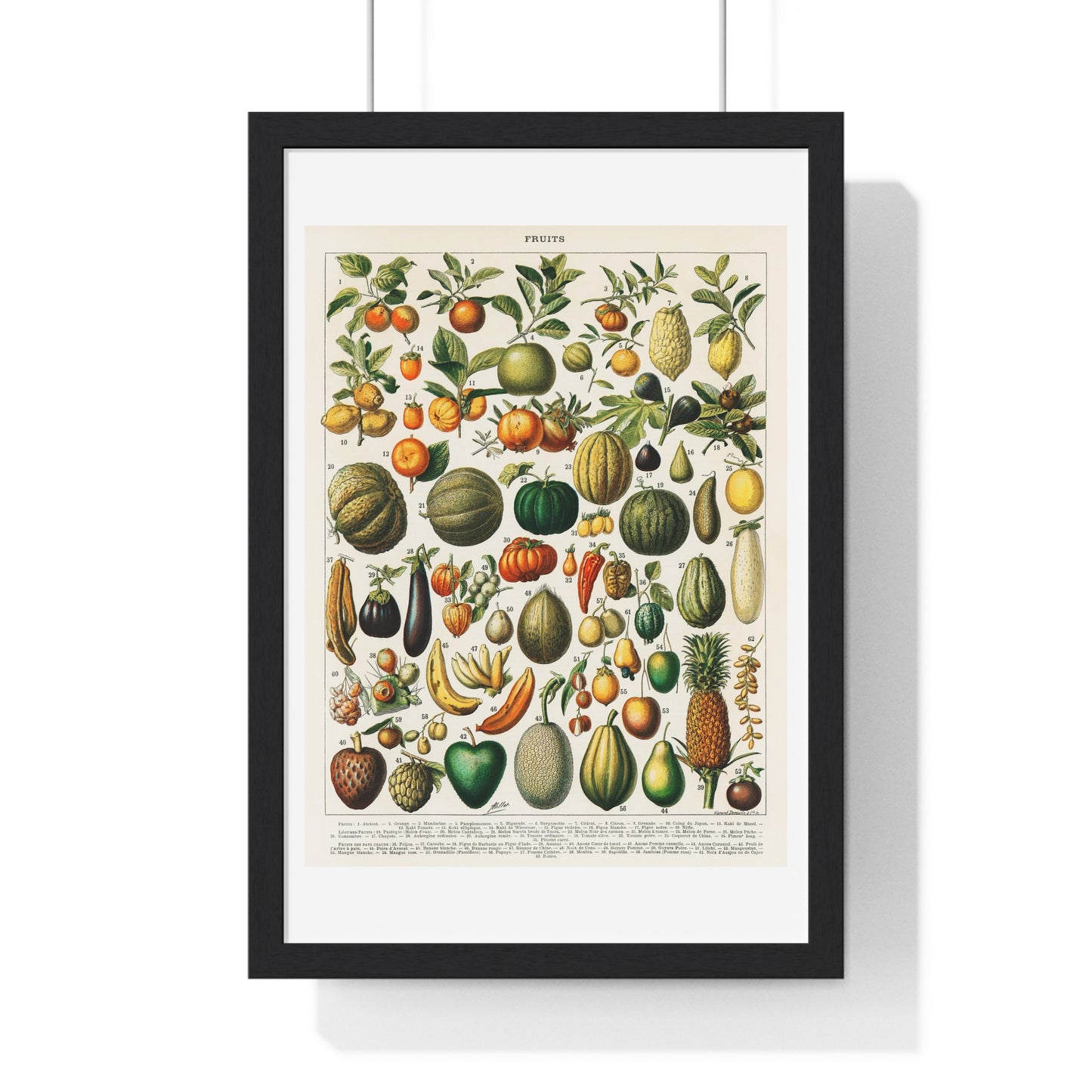 Vintage Illustration of Fruits and Vegetables from 'Nouveau Larousse Illustre' (1898), by Larousse, Pierre, Augé and Claude, from the Original, Framed Print