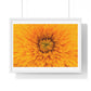 Vibrant Yellow Flower Relaxing Large Wall Art, Framed Print