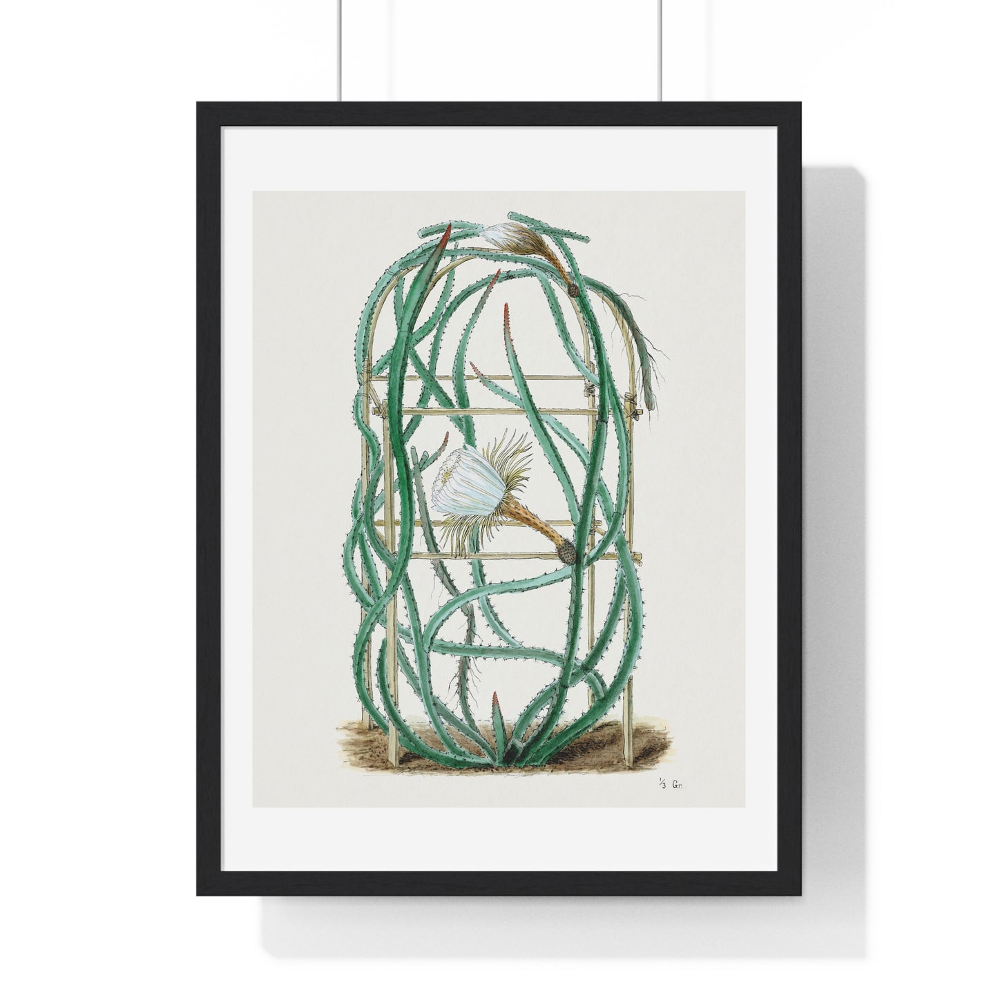 Snake Cactus, from 'Familie Der Cacteen' (1893-1905) from the Original, Framed Art Print