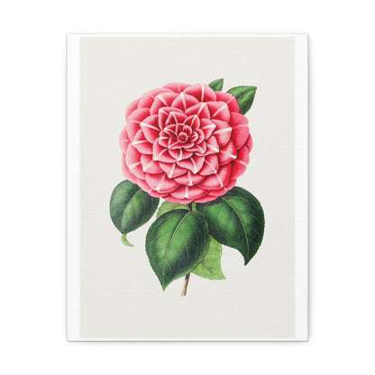 Hand Drawn Red Camellia, Art Print from the Original on Canvas