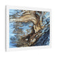 Abstract Painting of Light Brown and Blue Tree Bark, Canvas Art Print