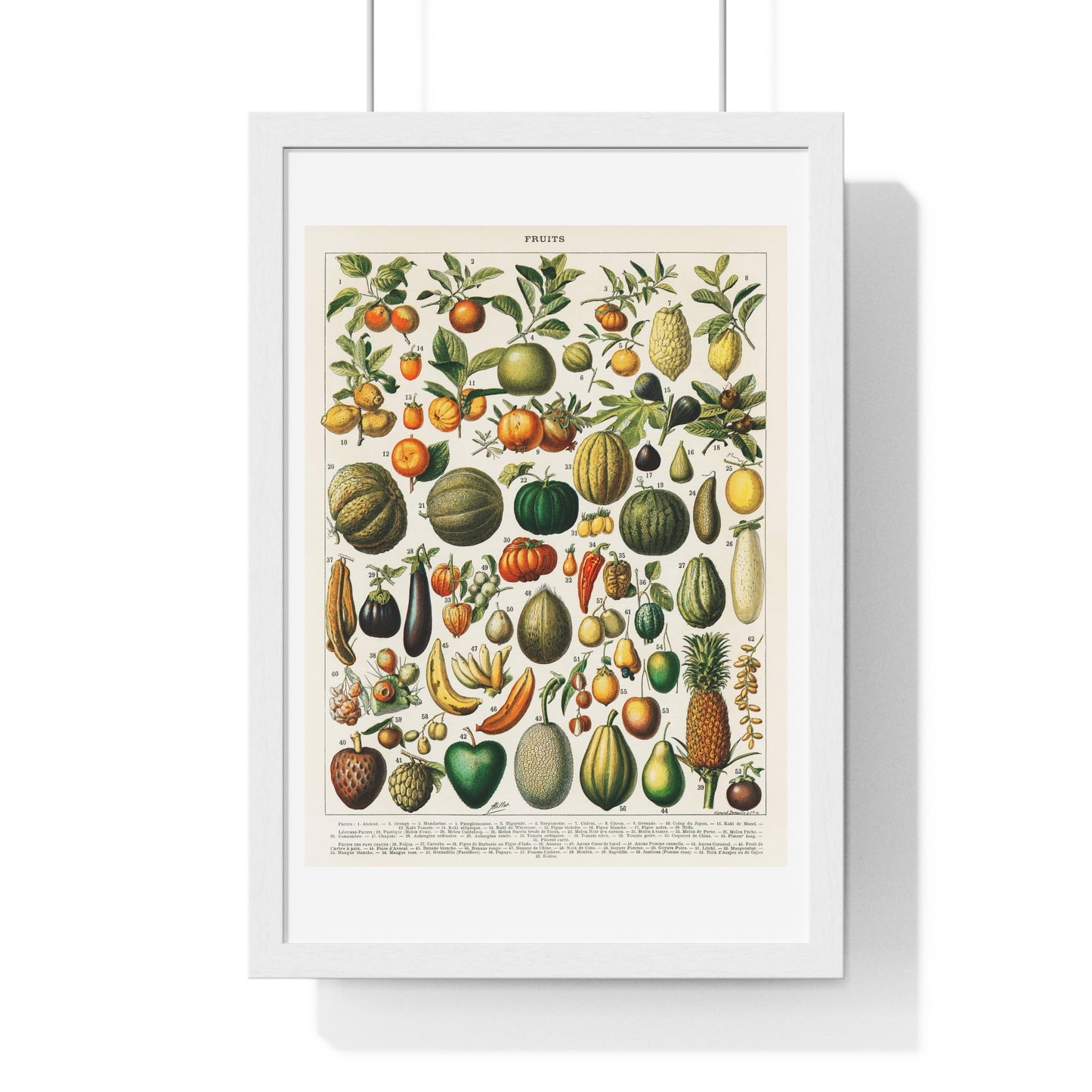 Vintage Illustration of Fruits and Vegetables from 'Nouveau Larousse Illustre' (1898), by Larousse, Pierre, Augé and Claude, from the Original, Framed Print