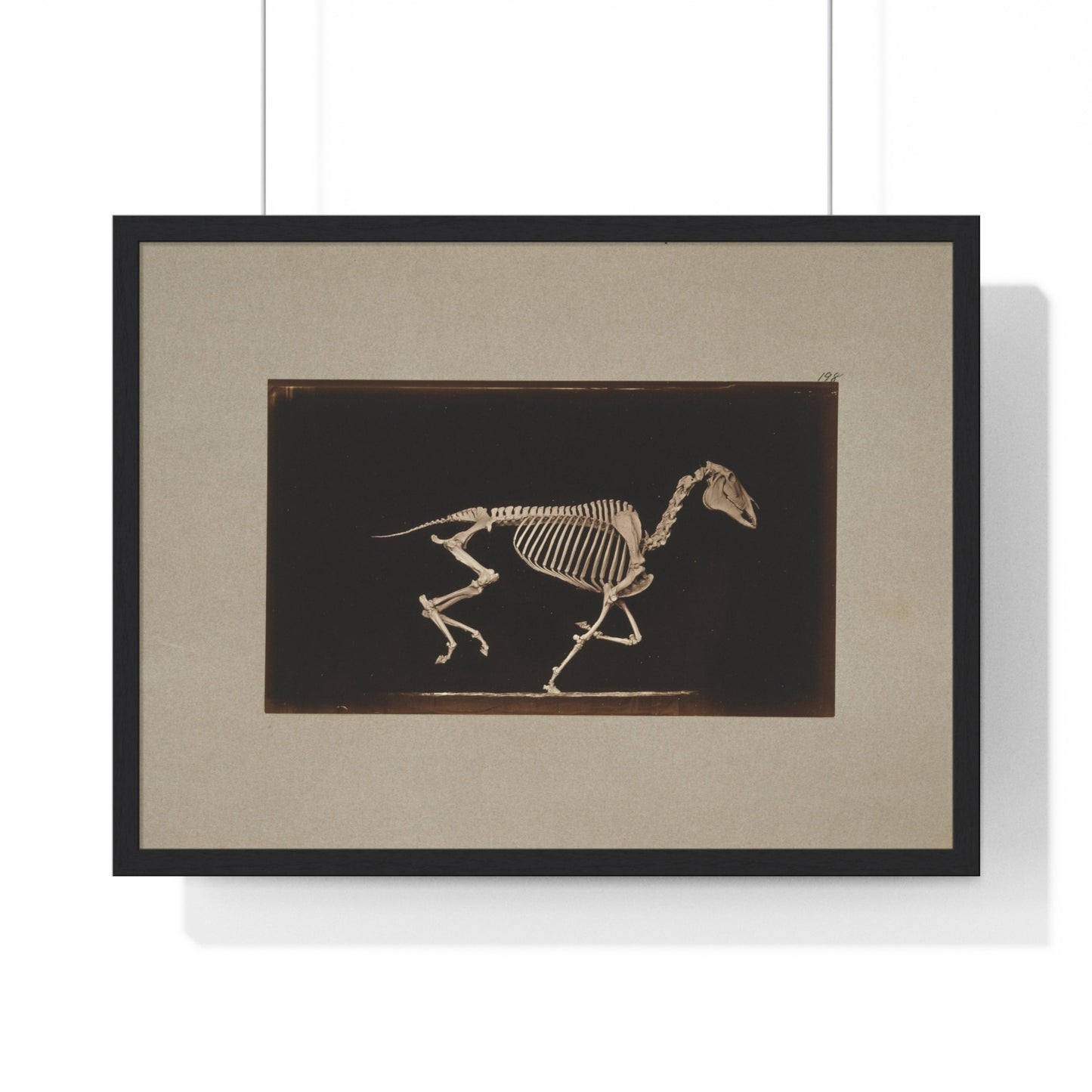 Skeleton of Horse Running, Leaving the Ground (circa 1881) by Eadweard Muybridge, from the Original, Framed Print