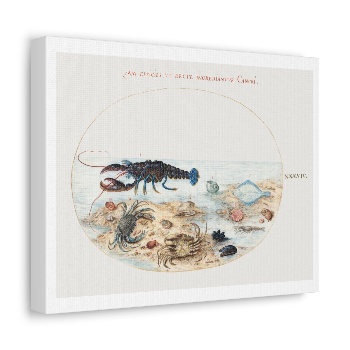 Lobster, Crabs, Scallop Shells and Other Sea Life (1575–1580) by Joris Hoefnagel, from the Original, Print on Canvas