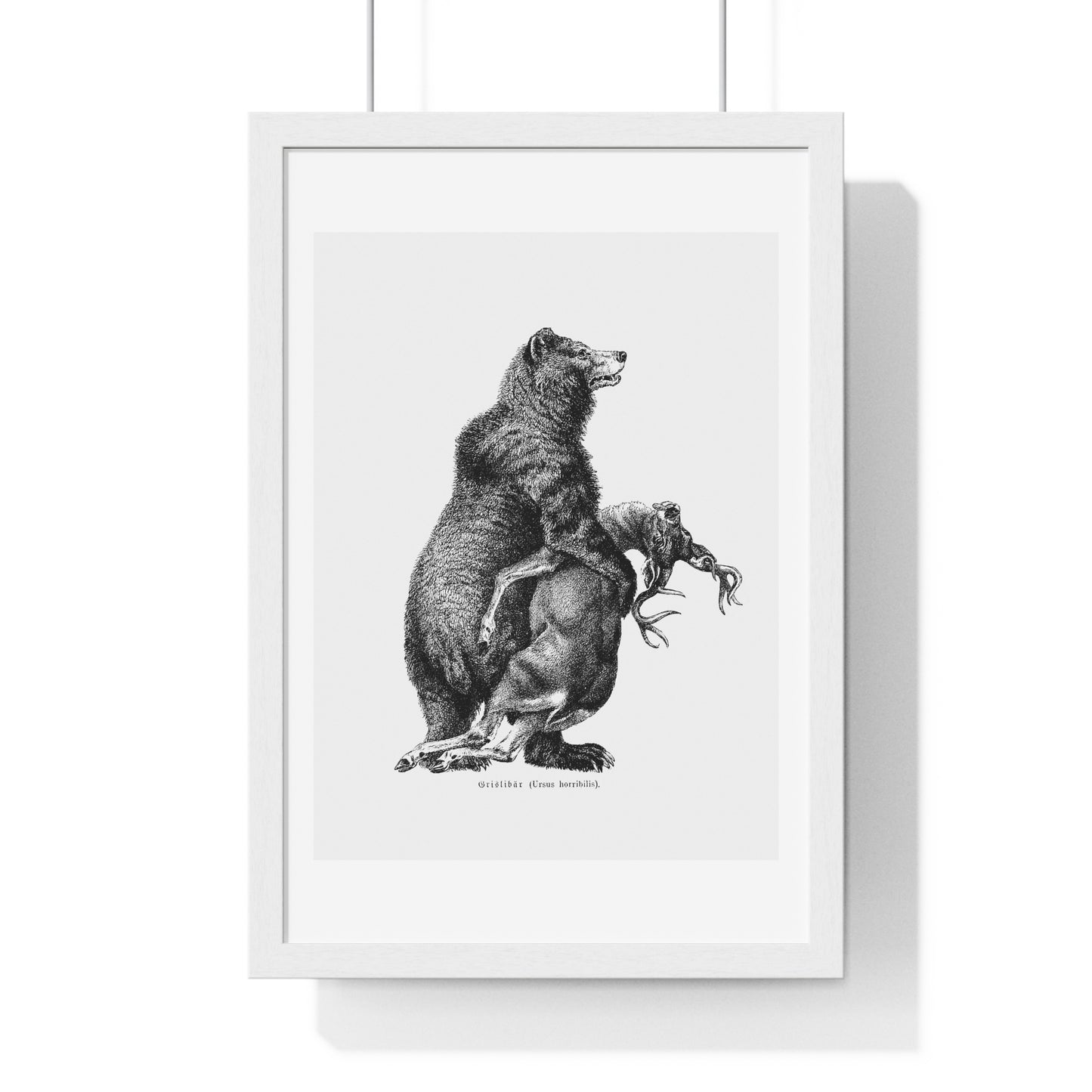 Grizzly Bear from Amerika Eine Allgemeine Landeskunde (1894) by Wilhelm Sievers from the Original, Framed Art Print