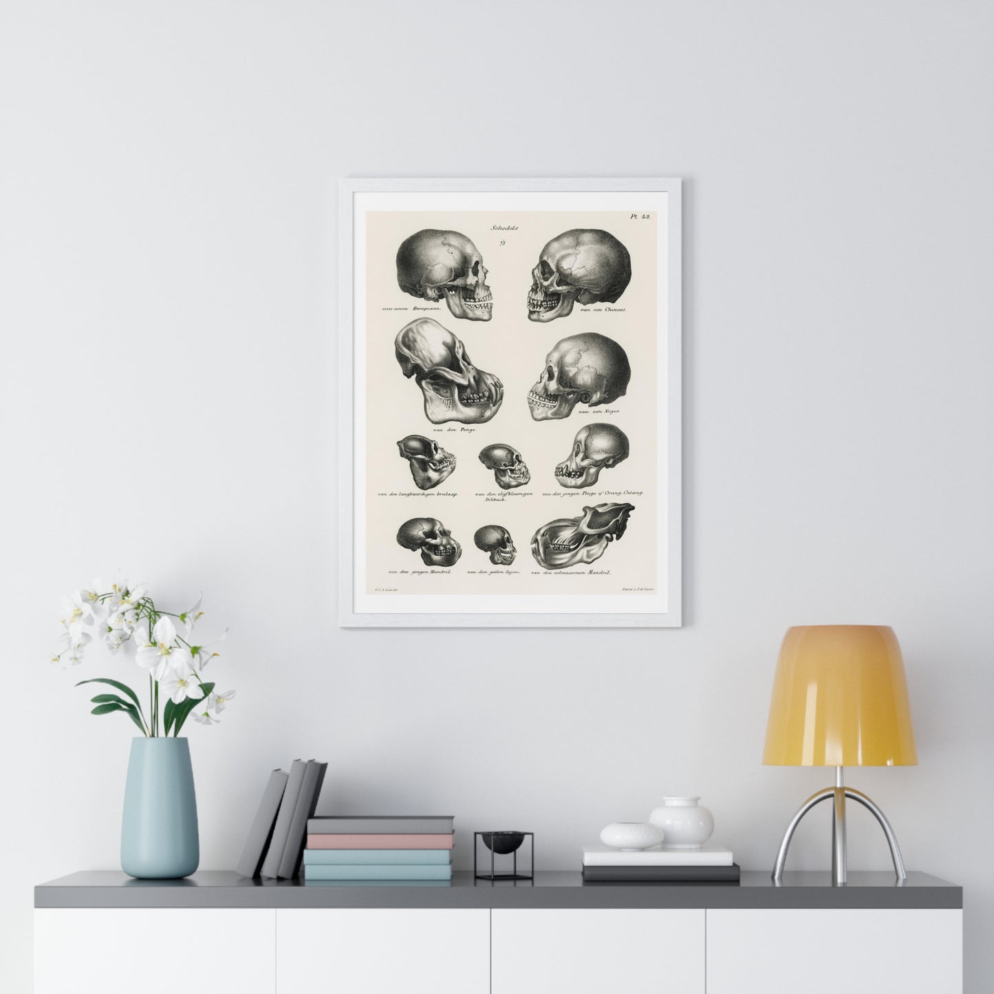 Human, Monkey and Ape Skulls from 'Volledige Natuurlijke Historie der Zoogdieren' (1845) by Schinz de Visser, from the Original, Framed Art Print