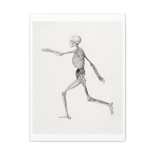 Human Skeleton, Lateral View (1795–1806) Drawing by George Stubbs, Art Print from the Original on Canvas