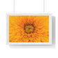 Vibrant Yellow Flower Relaxing Large Wall Art, Framed Print